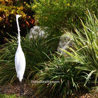 Beautiful Wildlife - Lake Davidson