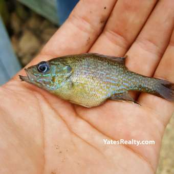 Lake Norman BaitFish