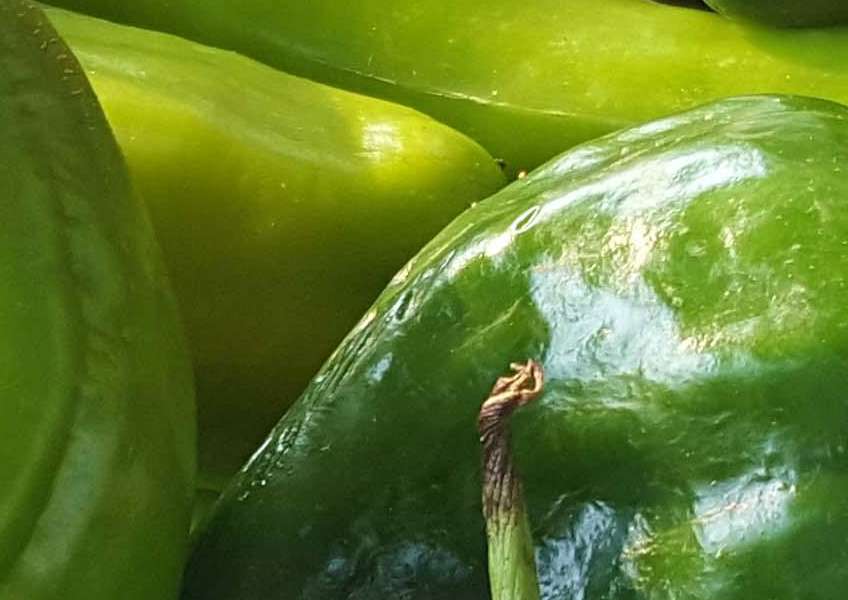 Davidson NC Farmers Market