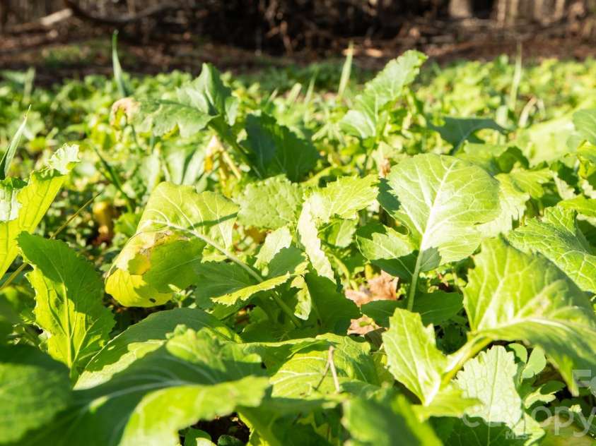 530 Upright Road, Mt Ulla, NC 28125.  MLS# CAR4337606, YatesRealty ID 1004. 