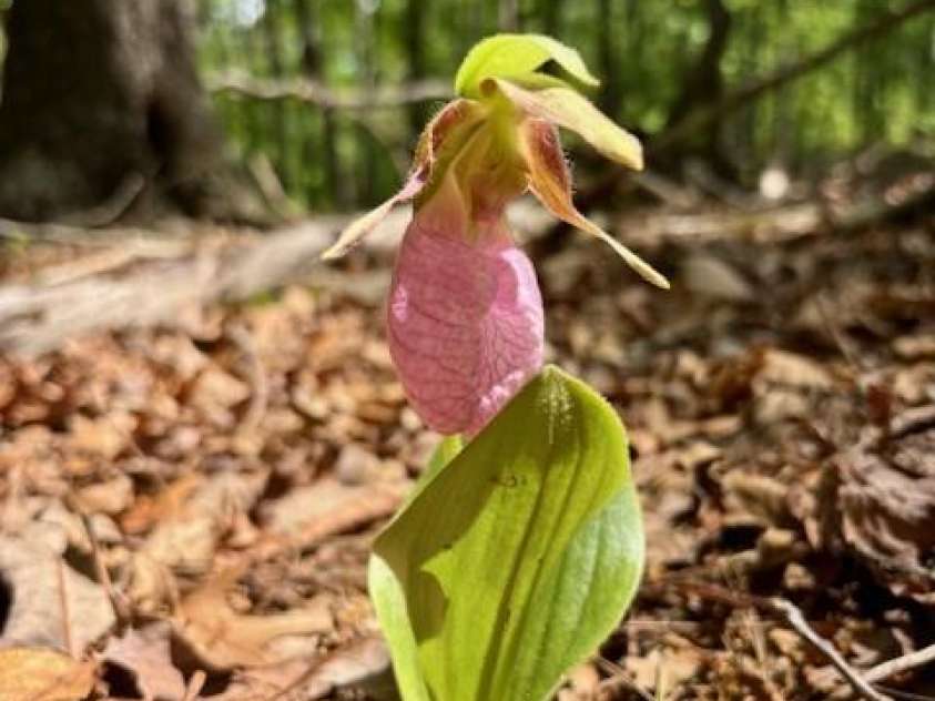 3855 Peniel Road, Tryon, NC 28782.  MLS# CAR4238952, YatesRealty ID 10106. 