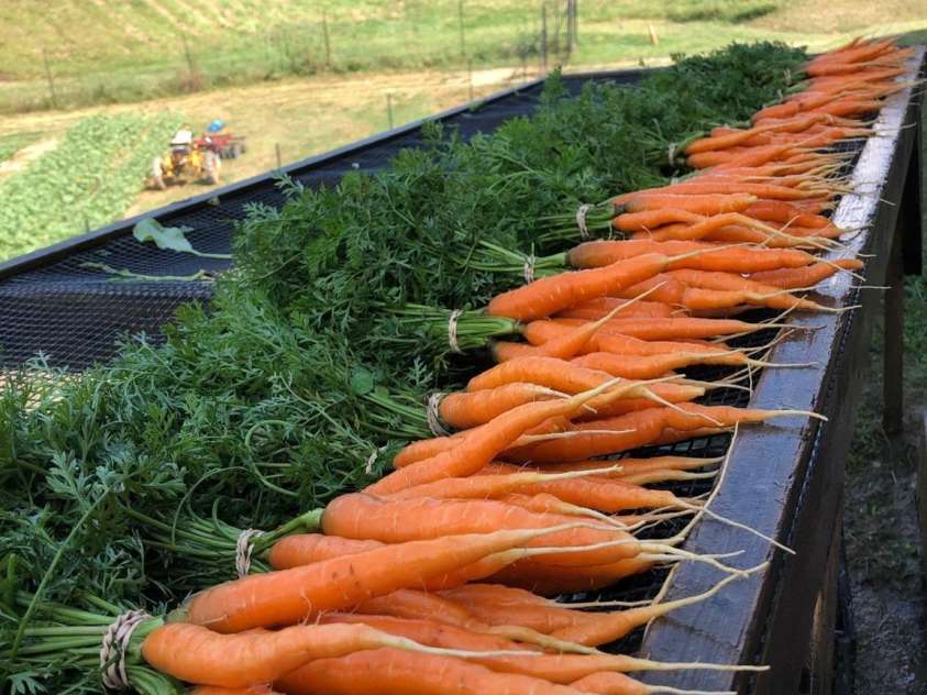 244 Westridge Farm Road, Asheville, NC 28804.  MLS# CAR4219228, YatesRealty ID 10174. 