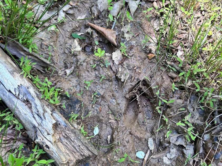 611 Johnson Hollow Road, Bakersville, NC 28705.  MLS# CAR4262666, YatesRealty ID 102. 