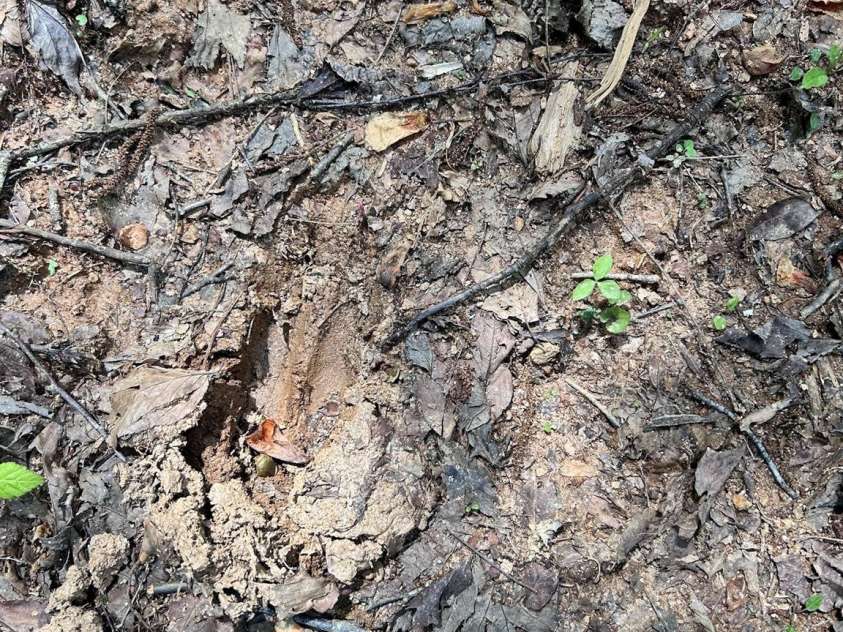 611 Johnson Hollow Road, Bakersville, NC 28705.  MLS# CAR4262666, YatesRealty ID 102. 