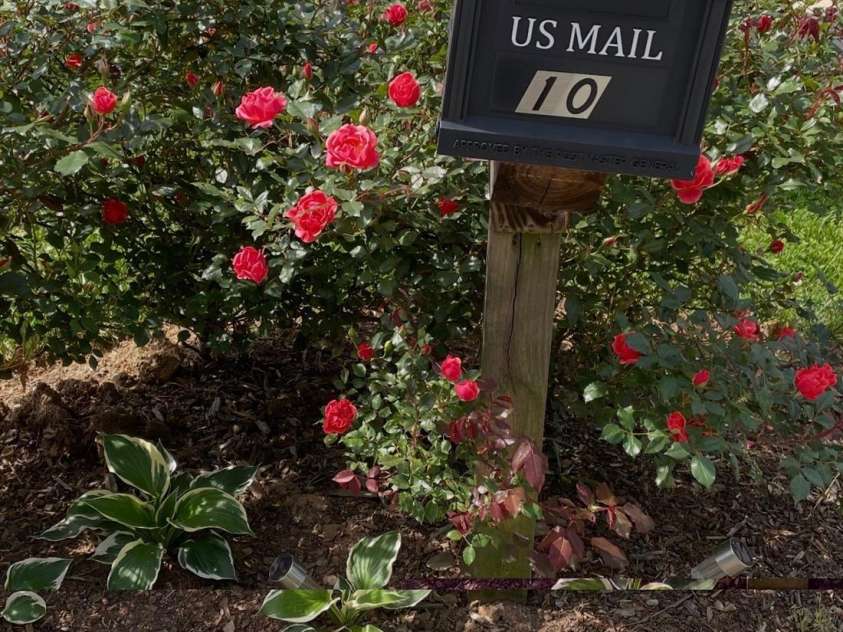 10 Aberdeen Drive, Arden, NC 28704.  MLS# CAR4344820, YatesRealty ID 10276. Roses in bloom at the mailbox