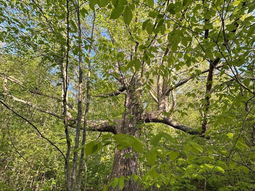 223 Shope Creek Road, Asheville, NC 28805.  MLS# CAR4252383, YatesRealty ID 10465. 