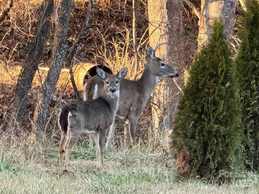 290 Tango Lane, Waynesville, NC 28786.  MLS# CAR4238478, YatesRealty ID 10589. 