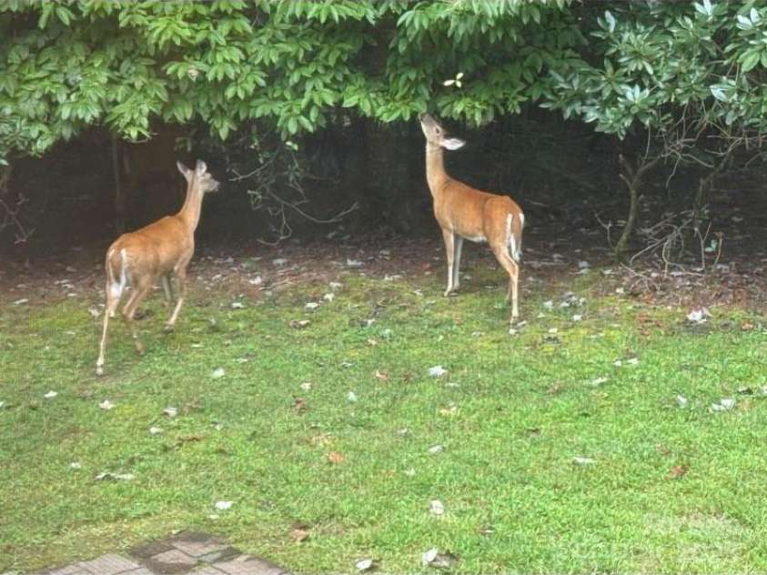 266 Lost Mine Trail, Brevard, NC 28712.  MLS# CAR4278274, YatesRealty ID 10716. Neighbors Enjoying the Yard