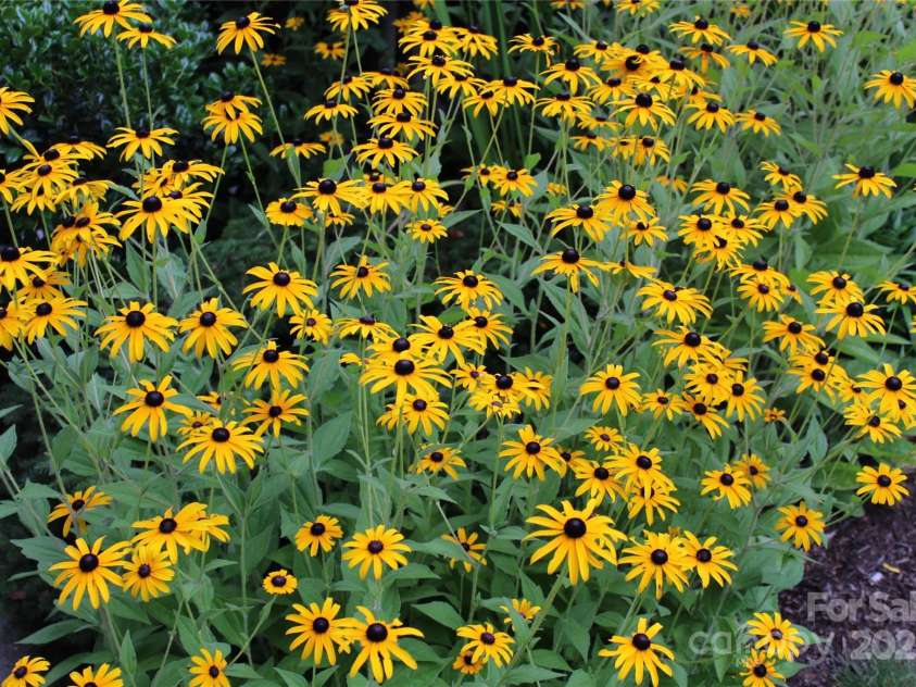 214 Crowfields Drive, Asheville, NC 28803.  MLS# CAR4231576, YatesRealty ID 10869. 