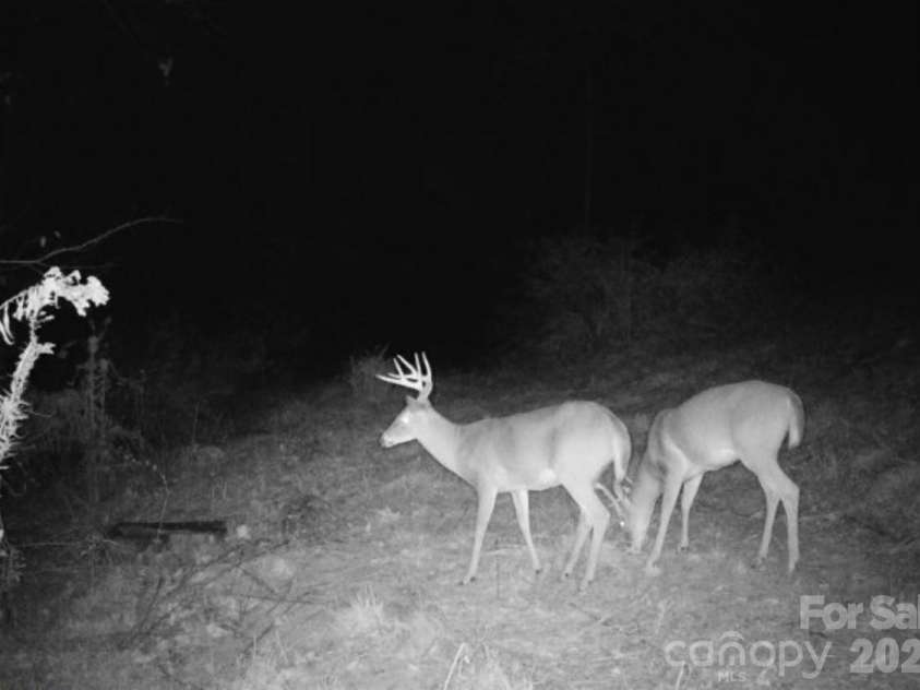 842 Old NC 20 Highway, Alexander, NC 28701.  MLS# CAR4353364, YatesRealty ID 10892. Deer are frequent visitors