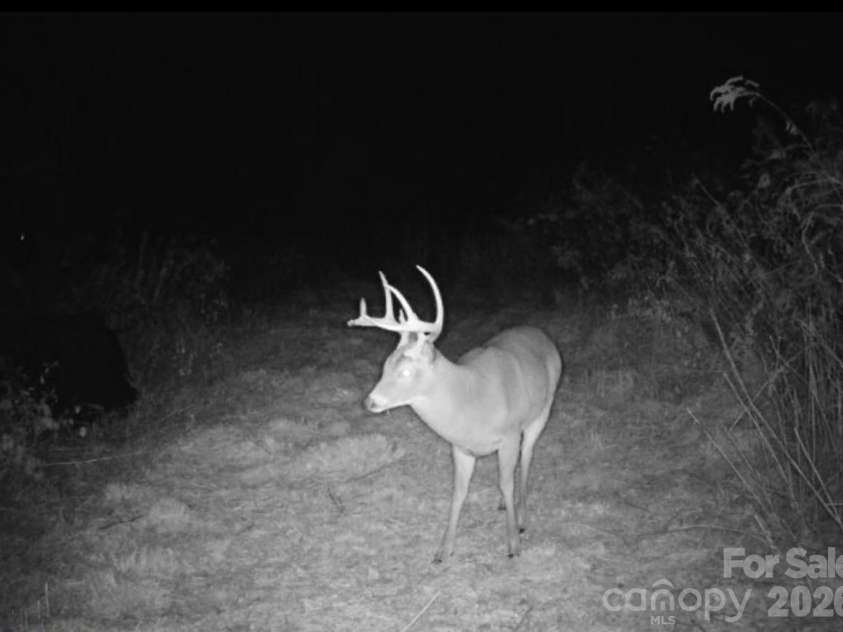 842 Old NC 20 Highway, Alexander, NC 28701.  MLS# CAR4353364, YatesRealty ID 10892. Deer are frequent visitors