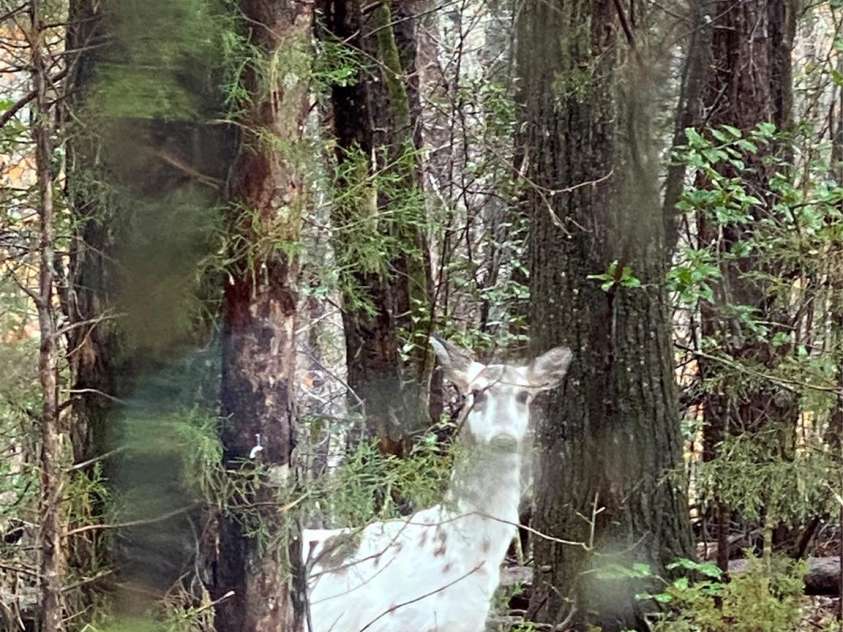177 Mountain View Lane, Troy, NC 27371.  MLS# CAR4269979, YatesRealty ID 110. There is a family of Albino deer hanging out near and around Holiday Shores.