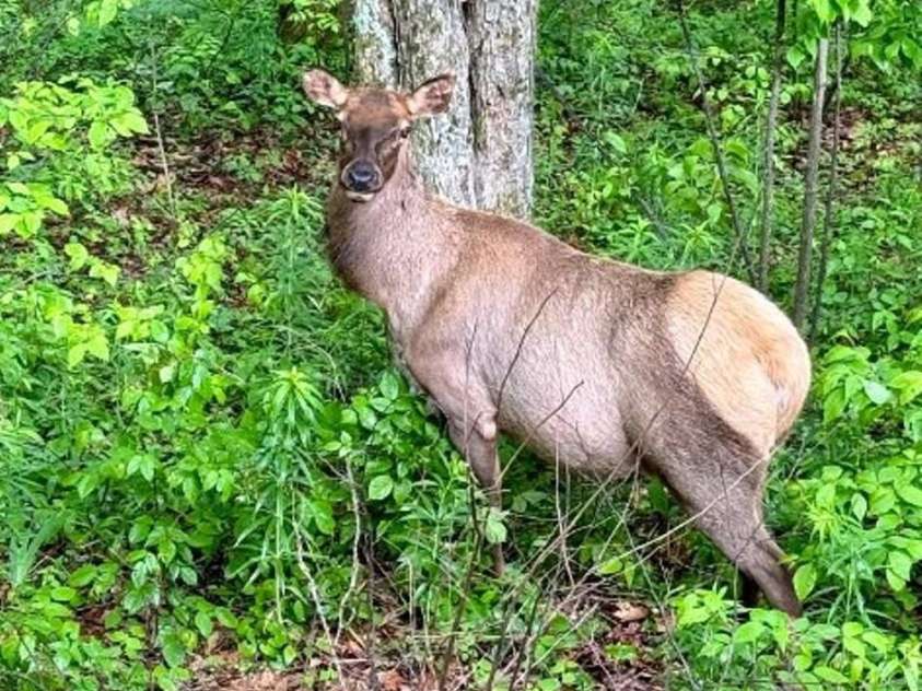 228 Mountain Laurel Road, Maggie Valley, NC 28751.  MLS# CAR4221935, YatesRealty ID 11186. 