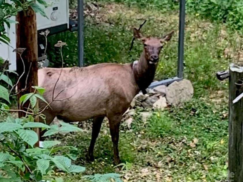 228 Mountain Laurel Road, Maggie Valley, NC 28751.  MLS# CAR4221935, YatesRealty ID 11186. 