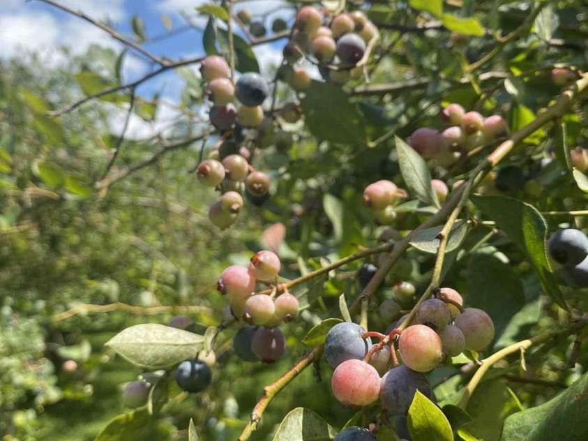 163 Gypsy Mountain Road, Marion, NC 28752.  MLS# CAR4287037, YatesRealty ID 11413. Blueberries!