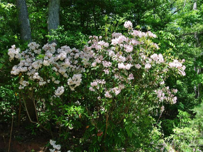 282 Chase Lane, Rutherfordton, NC 28139.  MLS# CAR4256745, YatesRealty ID 11610. 