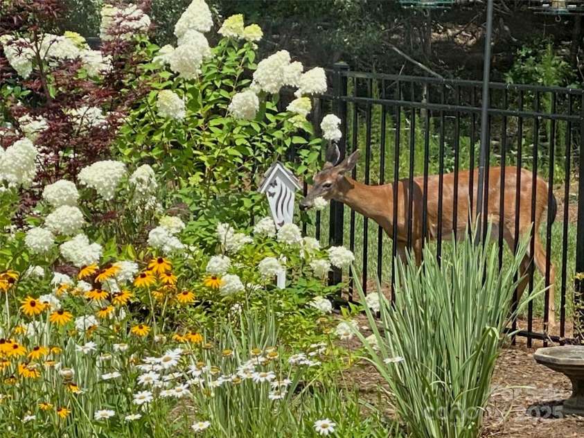 2342 Wesley Landing Road, Waxhaw, NC 28173.  MLS# CAR4238827, YatesRealty ID 11736. Summer