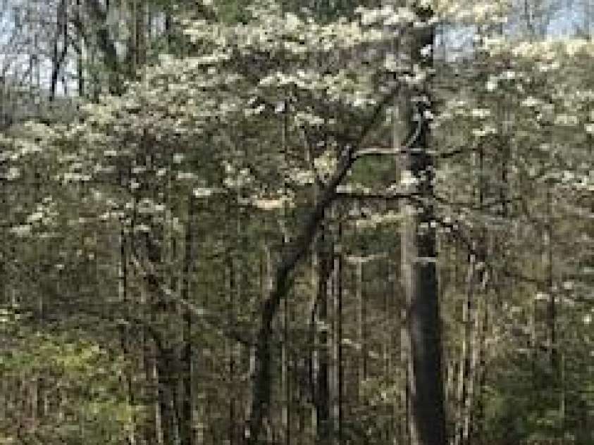 2276 Nature Lane, Lenoir, NC 28645.  MLS# CAR4366600, YatesRealty ID 11751. 