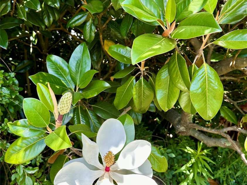 1506 Dallas Cherryville Highway, Dallas, NC 28034.  MLS# CAR4153907, YatesRealty ID 11894. 