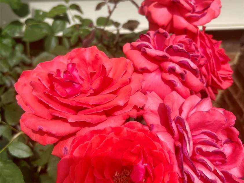 1327 Cedarwood Lane, Charlotte, NC 28212.  MLS# CAR4234437, YatesRealty ID 11942. 