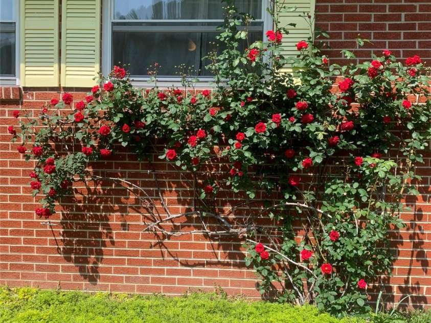 6775 NC 208 Highway, Marshall, NC 28753.  MLS# CAR4151309, YatesRealty ID 120. 