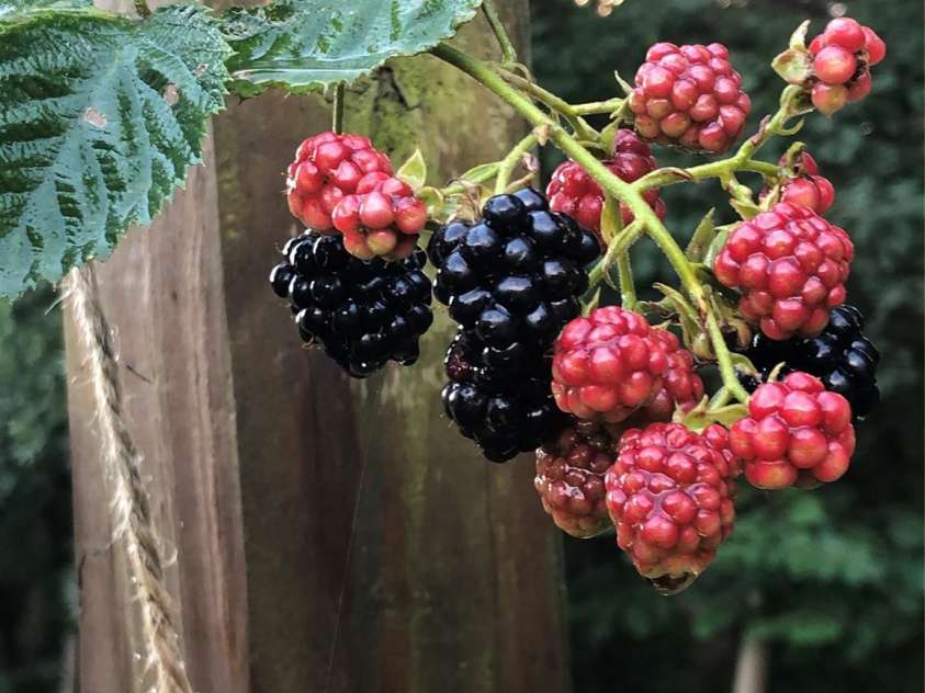 228 Red Dog Drive, Mooresville, NC 28115.  MLS# CAR4245955, YatesRealty ID 12253. Blackberries, blueberries, figs, lavender and the list goes on