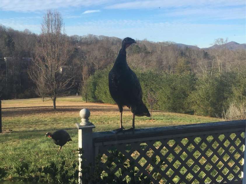 651 Case Cove Road, Candler, NC 28715.  MLS# CAR4335473, YatesRealty ID 12253. 