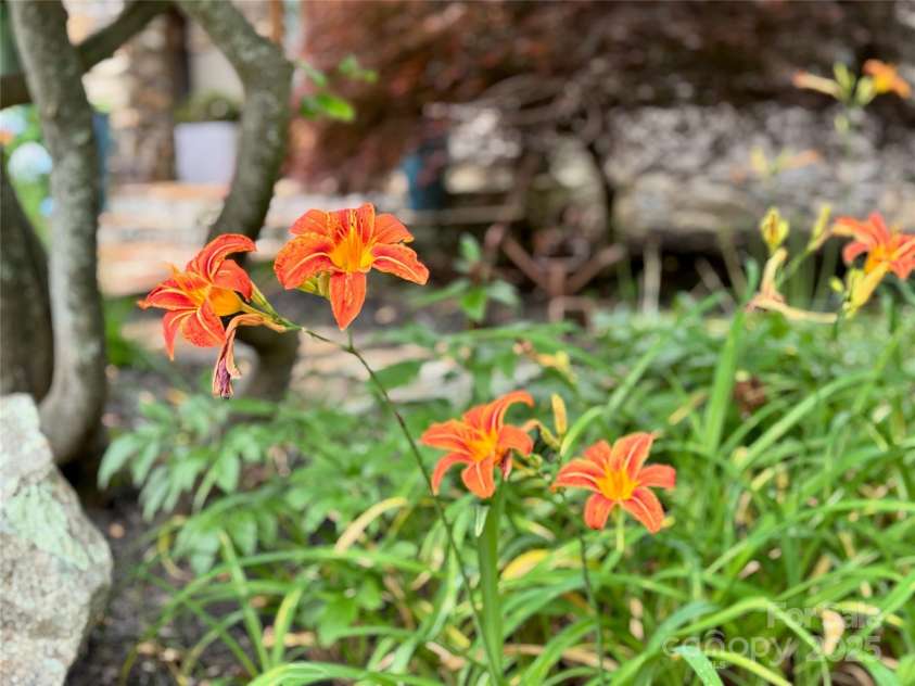 56 Chimney Crest Drive, Asheville, NC 28806.  MLS# CAR4235691, YatesRealty ID 12268. 