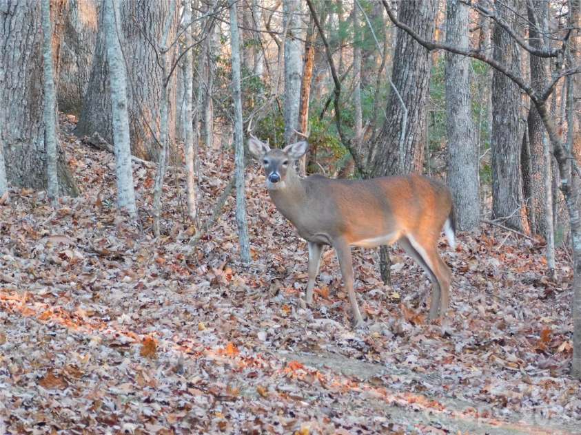 1064 Skye Drive, Pisgah Forest, NC 28768.  MLS# CAR4370821, YatesRealty ID 12470. An early evening visitor.