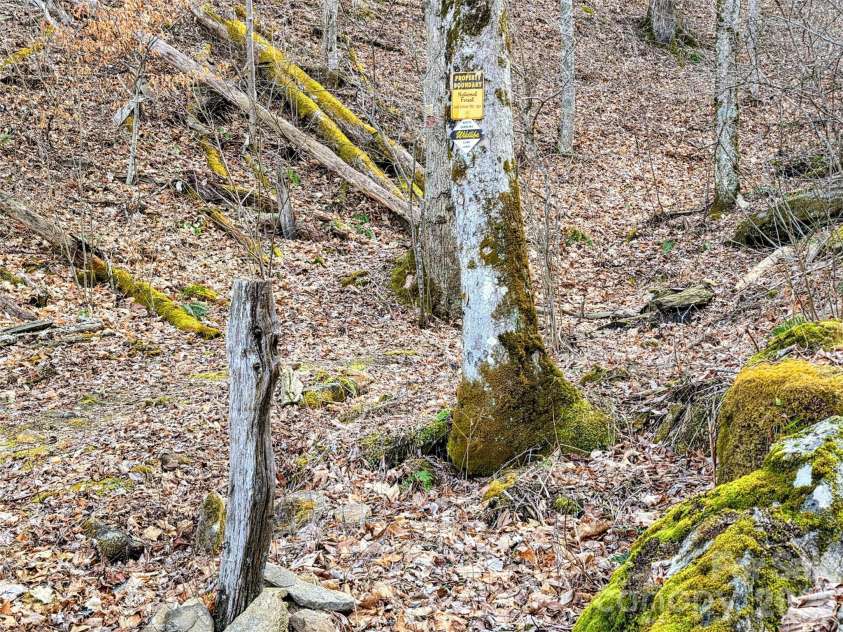 254 Ray Mine Road, Burnsville, NC 28714.  MLS# CAR4351718, YatesRealty ID 12813. Tree with USFS boundary marker behind the house