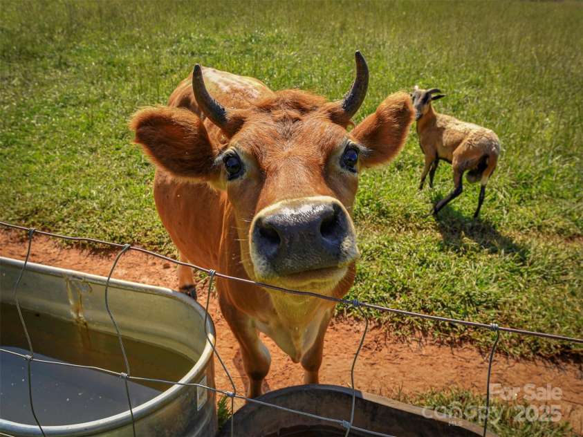 250 Circus Trail, Forest City, NC 28043.  MLS# CAR4300155, YatesRealty ID 1327. 