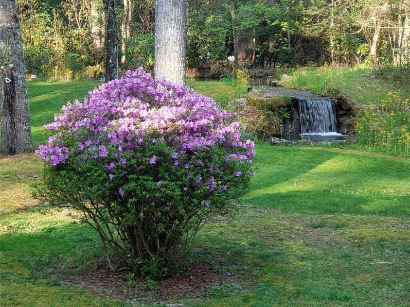 142 Cherrywood Lane, Pisgah Forest, NC 28768.  MLS# CAR4312423, YatesRealty ID 13342. Backyard springtime view with flowering azalea trees and waterfall in the background.