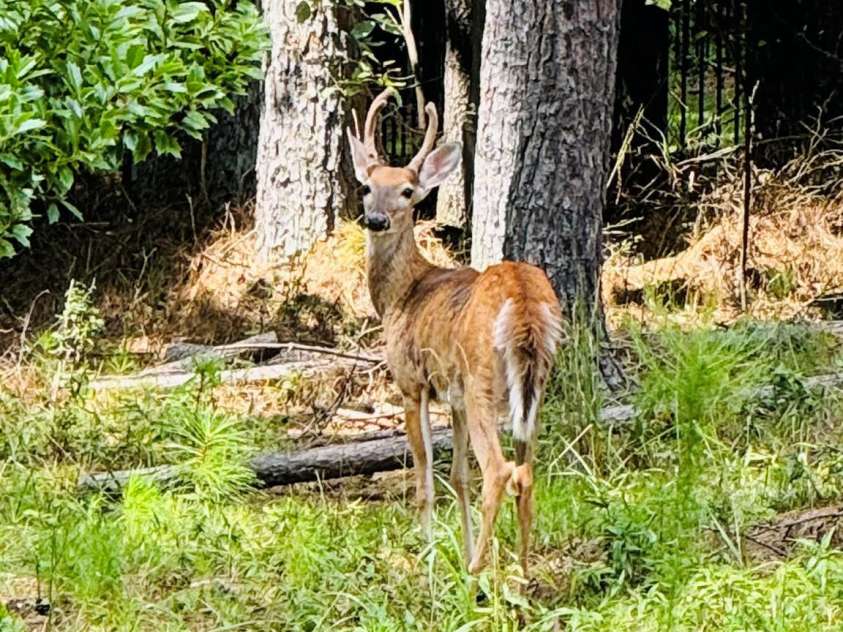 220 Kenway Loop, Mooresville, NC 28117.  MLS# CAR4231089, YatesRealty ID 13351. Backyard wildlife