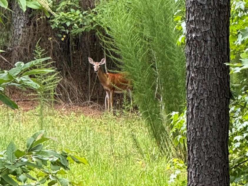220 Kenway Loop, Mooresville, NC 28117.  MLS# CAR4231089, YatesRealty ID 13351. Backyard wildlife