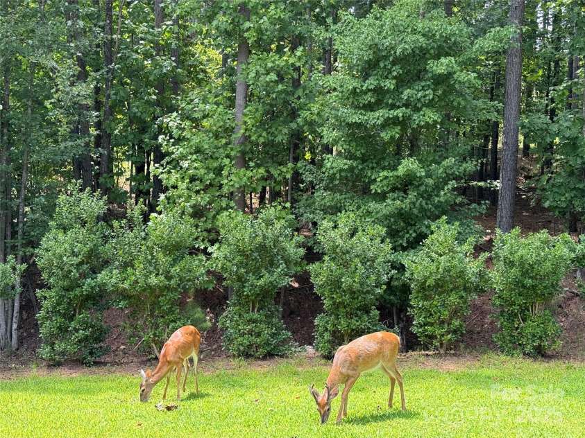 220 Kenway Loop, Mooresville, NC 28117.  MLS# CAR4231089, YatesRealty ID 13351. Enjoy the wildlife from your back deck.