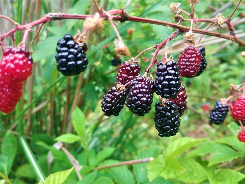 3 Pond Road Circle, Asheville, NC 28806.  MLS# CAR4056323, YatesRealty ID 13389. 