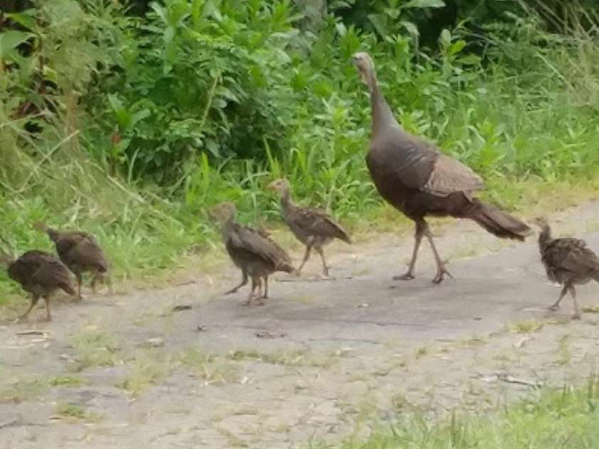 3 Pond Road Circle, Asheville, NC 28806.  MLS# CAR4056323, YatesRealty ID 13389. 