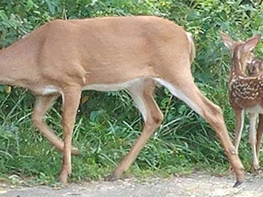 3 Pond Road Circle, Asheville, NC 28806.  MLS# CAR4056323, YatesRealty ID 13389. 