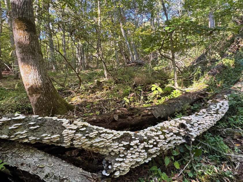 191 Ivy Way, Mars Hill, NC 28754.  MLS# CAR4308782, YatesRealty ID 1344. 