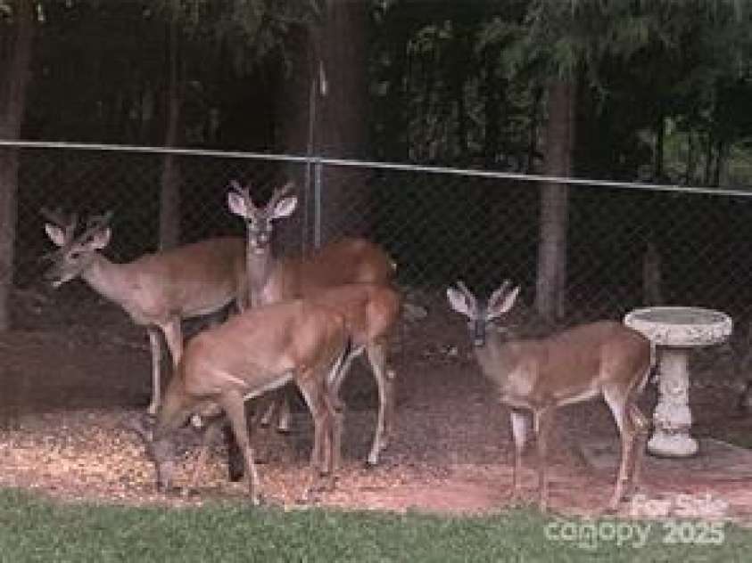 625 Wildwood Drive, Rock Hill, SC 29730.  MLS# CAR4257496, YatesRealty ID 13547. Awesome nighttime visitors!