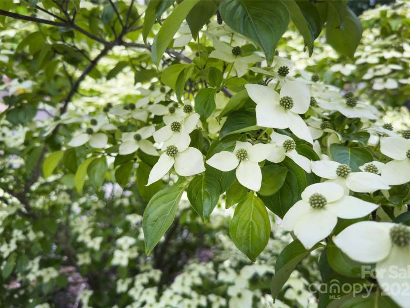 3 Teresa Way, Black Mountain, NC 28711.  MLS# CAR4245205, YatesRealty ID 1369. 