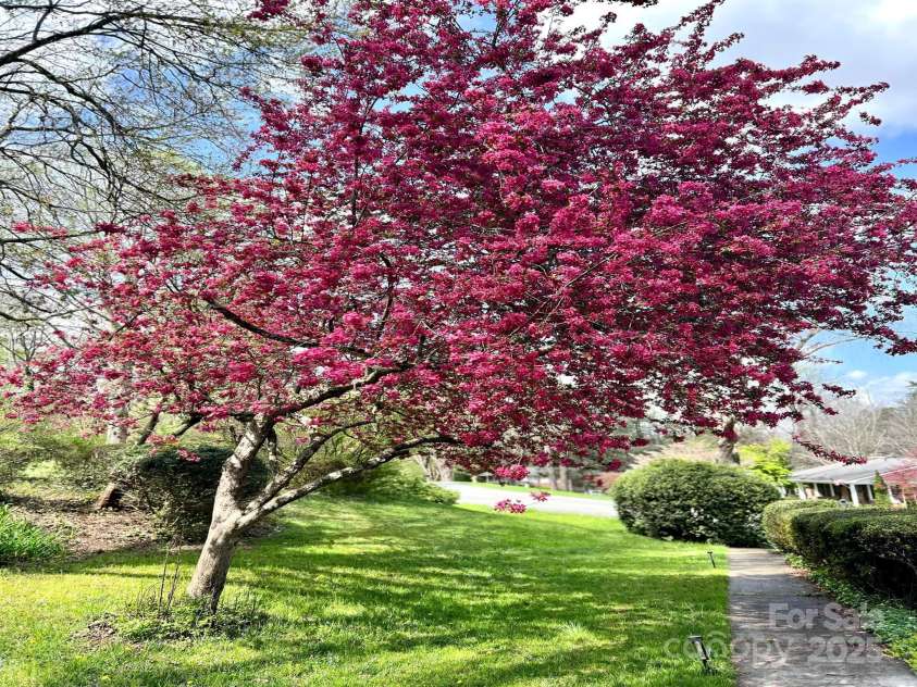 2044 Glenheath Drive, Hendersonville, NC 28791.  MLS# CAR4256090, YatesRealty ID 13744. Flowering trees