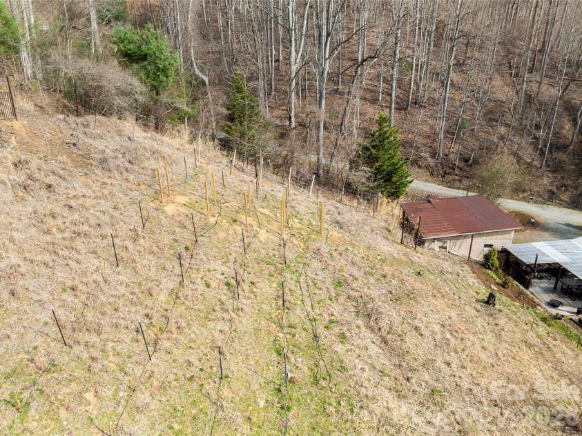 1105 Griffin Branch Road, Marshall, NC 28753.  MLS# CAR4363034, YatesRealty ID 13888. Multiple varieties of grape vines 
