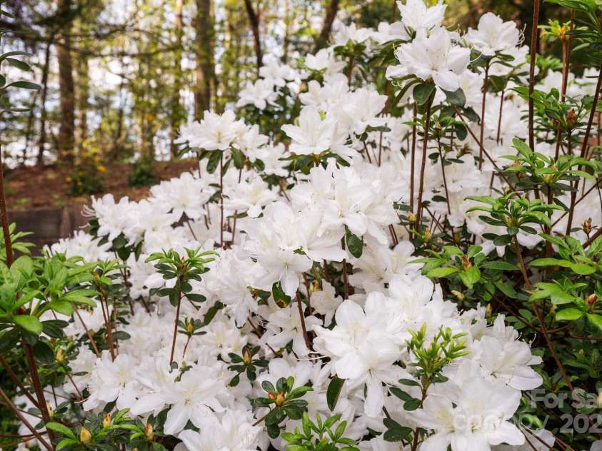 206 Carrington Place, Arden, NC 28704.  MLS# CAR4249528, YatesRealty ID 14027. Close-Up of Blooming Azaleas