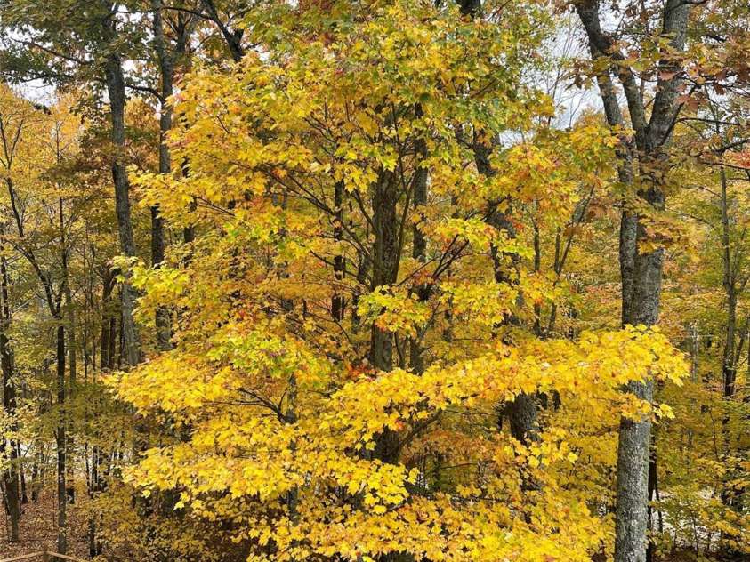 48 Grouse Thicket Road, Mars Hill, NC 28754.  MLS# CAR4201352, YatesRealty ID 14462. 