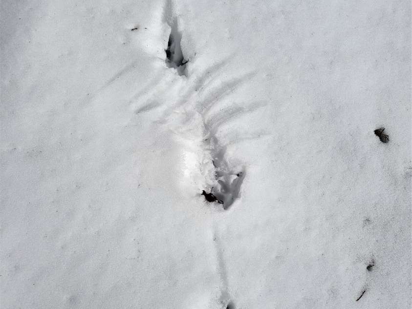 OFF Alarka Road, Bryson City, NC 28713.  MLS# CAR4216105, YatesRealty ID 1462. 