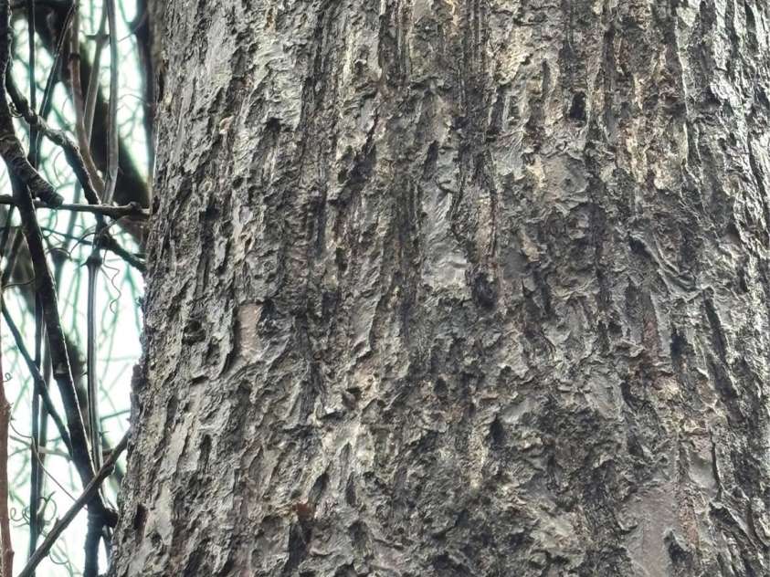 OFF Alarka Road, Bryson City, NC 28713.  MLS# CAR4216105, YatesRealty ID 1462. 