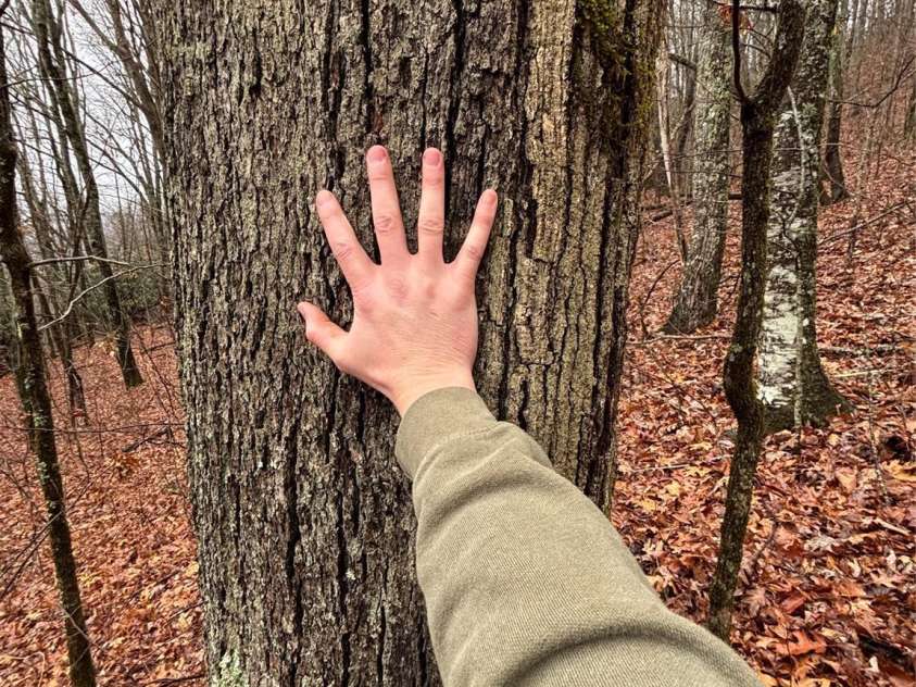 OFF Alarka Road, Bryson City, NC 28713.  MLS# CAR4216105, YatesRealty ID 1462. 