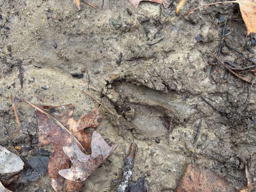 OFF Alarka Road, Bryson City, NC 28713.  MLS# CAR4216105, YatesRealty ID 1462. 