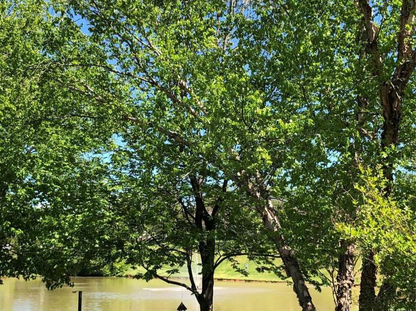 202 Pond View Drive, Salisbury, NC 28147.  MLS# CAR4253329, YatesRealty ID 14738. View of community pond from back patio